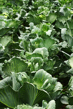 Gardening And Agricultural Activities During The Harvest Season. Rows Of Cabbage