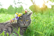 Beautiful Grey Kitty On Green Summer Natural Background. Portrait Of Pretty Lying Cat In Flowers Wreath . Organic Care And Protection Of A Pet Concept.