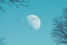 A Flock Of Birds In The Blue Sky. Silhouettes Of Birds In The Moon Sky