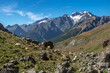 © jeanmichel deborde - Estive avec troupeau de vaches  , glacier du Casset , et Montagne des Agneaux  en été  , Hautes-Alpes , France