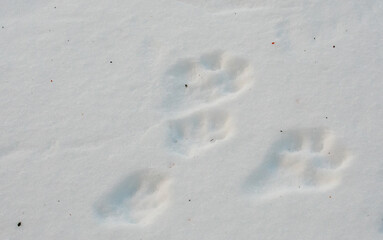 Canvas Print - Eastern cottontail rabbit (Sylvilagus floridanus) tracks in snow