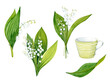 Watercolor clip art. Lilies of the valley. Twigs, leaves, bouquets and a striped cup. White spring flowers.
