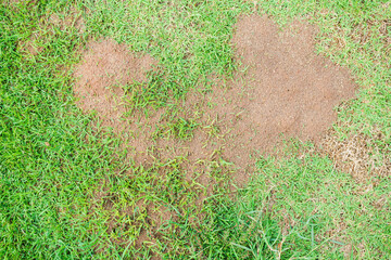 dead grass of the nature background. a patch is caused by the destruction of fungus rhizoctonia sola