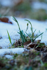 Wall Mural - Snowdrop growing outdoors in nature.