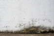 © FrankBoston - Old wall with mold