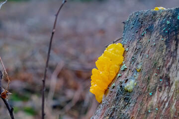 Sticker - Tremella mesenterica (common names include yellow brain, golden jelly fungus, yellow trembler, and witches' butter