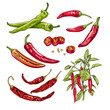 Hand drawn chili peppers. Set sketches with chili peppers on a branch with leaves and flower, whole and cut in half. Vector illustration isolated on white background.
