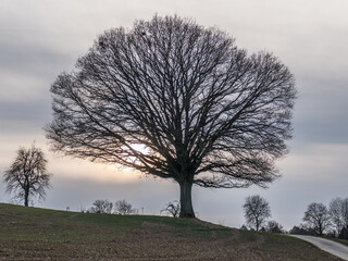 Canvas Print - Einzelner Obstbaum im Winter