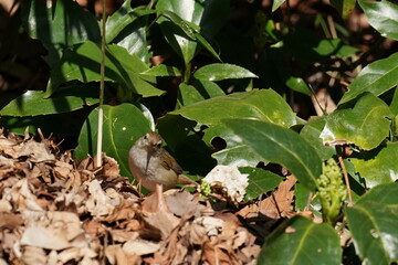 Canvas Print - japanese bush warbler in the bush