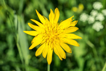 Closeup Of Meadow Salsify Flower (Tragopogon Pratensis)