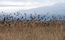 Flock Of Red Winged Black Birds Taking Off From Dry Grass With A Mountain In The Distance