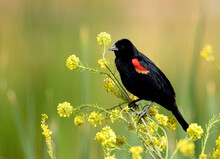 Red Winged Blackbird Perched On Yellow Wildflowers And A Smooth Background