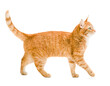 ginger cat walks on a white and isolated background