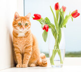 Fototapeta Zwierzęta - ginger cat and a bouquet of tulips on the window