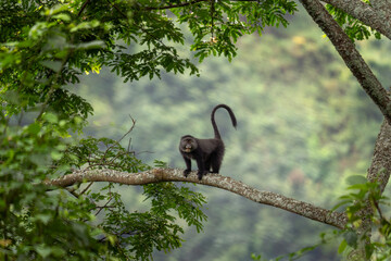 Wall Mural - Blue monkey on the branch. Monkey during african safari. Africa wildlife.