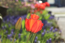 A Row Of Blooming Red Tulips With Grape Hyacinths In A Spring Garden	
