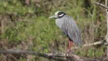 Yellow Crowned Night Heron Perched In A Tree 1