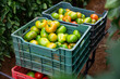 Green tomatoes in plastic boxes on trolley in greenhouse, rich harvest