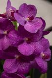 Fototapeta Storczyk - pink orchid flower