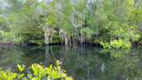 Fototapeta Krajobraz - The Everglades with their wetlands are a popular landmark in Florida - travel photography