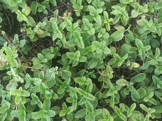 Fresh green leaves of mint, lemon balm, peppermint top view. Mint leaf texture. Ecology natural layout. Mint leaves pattern spearmint herbs nature background