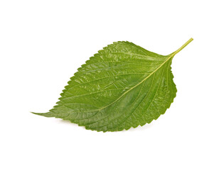 The Green Perilla leaves, also known as Green Shiso, Oba leaf or Beefsteak plant. Isolated on white background