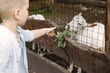 © hetmanstock2 - Cropped photo of a toddler boy feeding a goat in a zoo