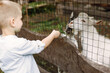 © hetmanstock2 - Cropped photo of a toddler boy feeding a goats in a zoo