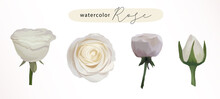 Watercolor White Rose Element Set Of Wildflowers, Herbs, Leaf Branches. Isolated Botanical Wedding On White Background