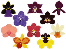 Orchid Types, Tropical Varied Colour Epiphyte Flowers Collection Vector Illustration