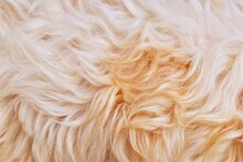 Beautiful Abstract Close-up Brown White Fur Texture Background