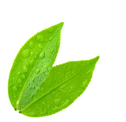 Poster - leaves green tea with drops of water isolated on white background