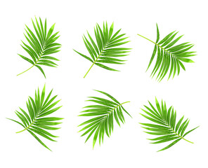 Poster - green leaf of palm tree isolated on white background