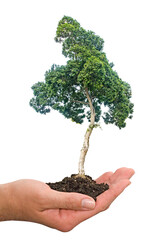 Wall Mural -  tree in hands  as a gift