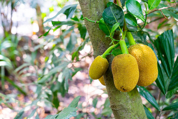 fresh jackfruit on jackfruit tree