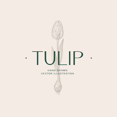 Poster - Emblem with hand-drawn tulip. Flower shop logo template. The image can be used for packaging design, invitation cards. Vector vintage illustration.