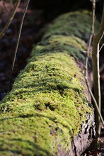 Bright Green Moss On Decaying Log In Forest Woodland