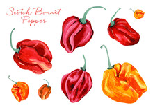 Set Of Beautiful Hand Drawn Spicy Scotch Bonnet Peppers, Isolated White Background, Watercolor Painting, Perfect For Labels, Product Design Packaging, Illustrated Recipes Or Kitchen Textile Pattern. 