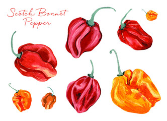 Set of beautiful hand drawn spicy Scotch Bonnet Peppers, isolated white background, watercolor painting, perfect for labels, product design packaging, illustrated recipes or kitchen textile pattern. 