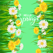 Hello Spring lettering template background with flowers dandelions and daisies, chamomiles, grass. Vector illustration. Fresh design for posters, flyers, greeting card, invitation