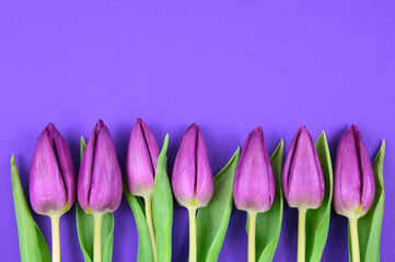 Wall Mural - Purple tulips in a row on a purple background frame stock images. Spring fresh floral decoration photo. Spring tulip bouquet flower top view isolated on a violet background with copy space for text