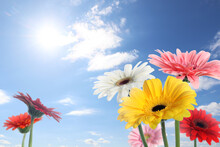 Many Colorful Gerbera Flowers Under Blue Sky On Sunny Day