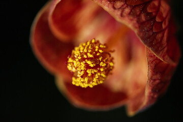 Wall Mural - close up of a orange flower