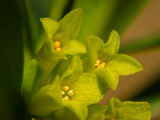 Fototapeta Tulipany - Closeup of the flowers of a spurge laurel