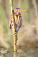 Poster - Little Bittern perched in reed