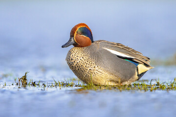 Wall Mural - Male Common Teal Swimming in Wetland