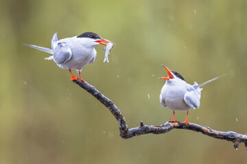 Sticker - Pair Common Tern with fish in beak