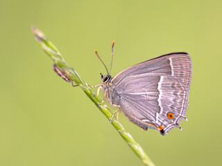 Sticker - Purple hairstreak butterfly