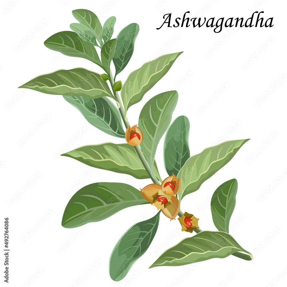 Ashwagandha