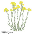 Helichrysum arenarium. Blooming immortelle bush with yellow flowers, realistic vector illustration. 
